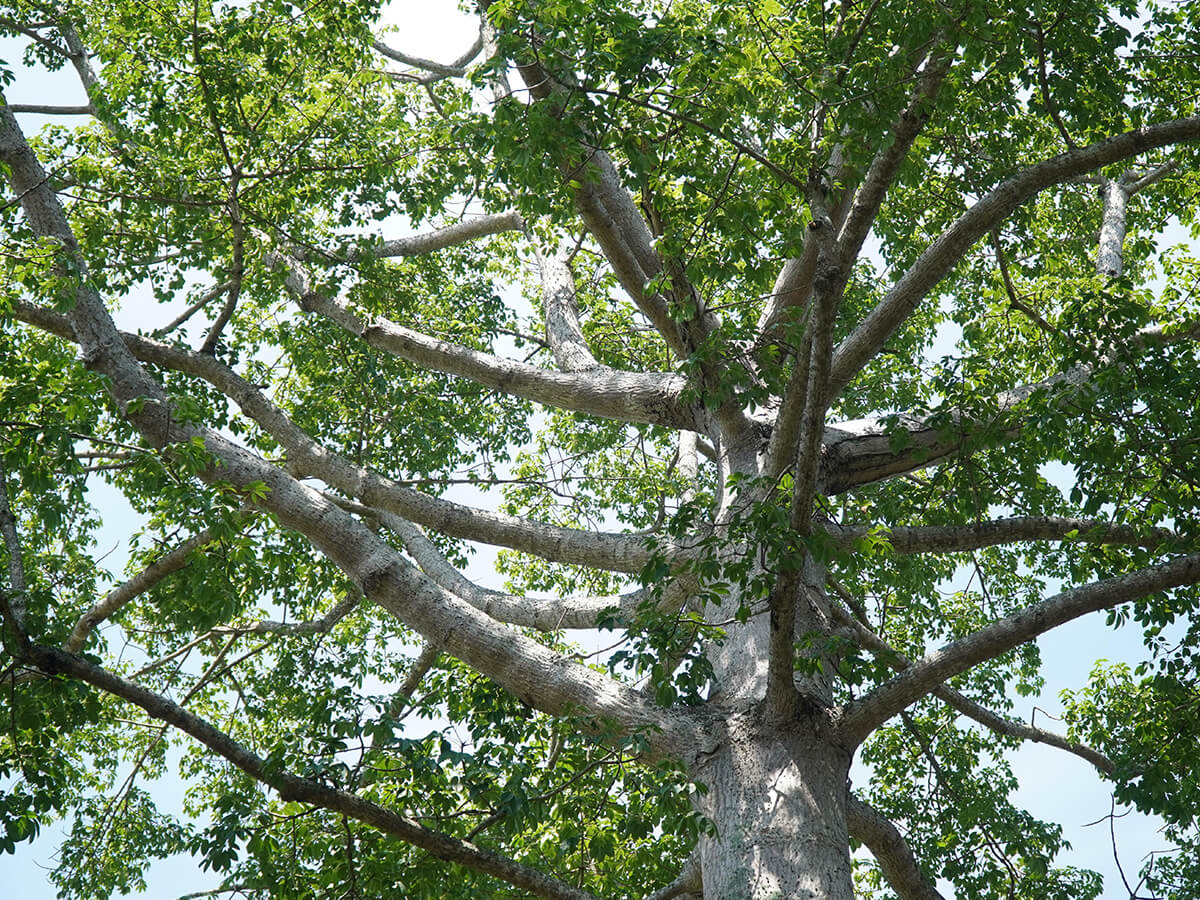 How to Beat the Heat? 7 Ways Canopy Trees Help You Stay Cool