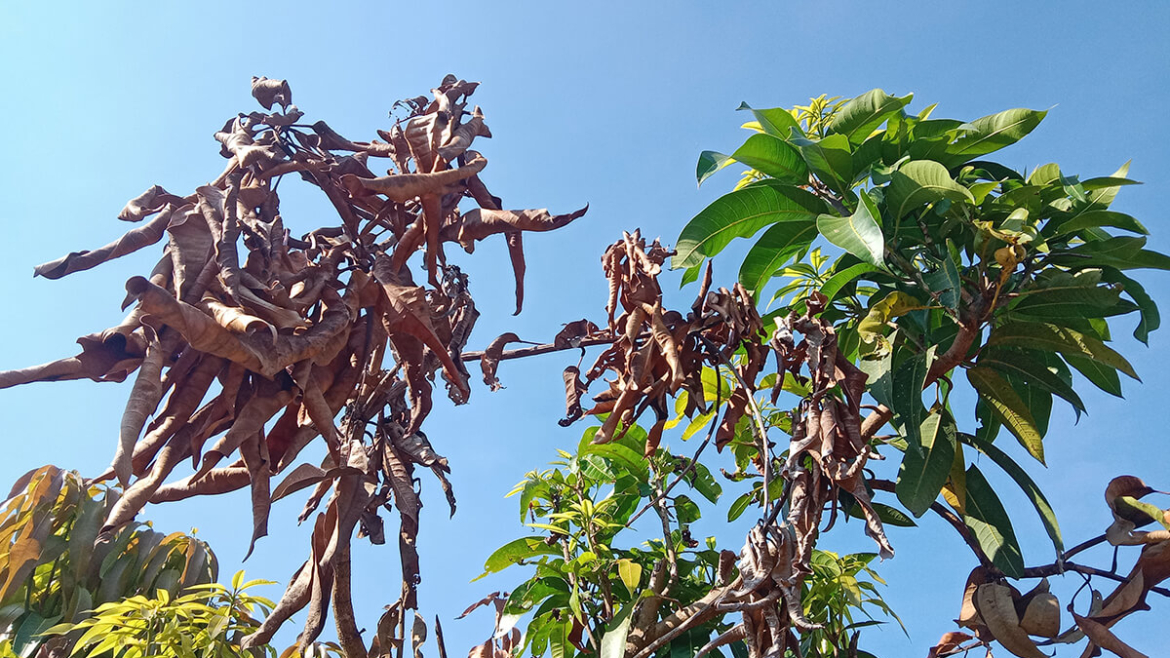 Know How to Identify Heat Stress? 7 Signs Your Trees Are Suffering