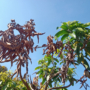 Know How to Identify Heat Stress? 7 Signs Your Trees Are Suffering