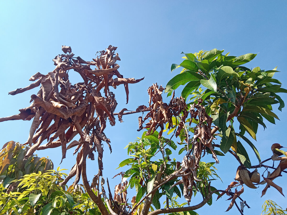 Know How to Identify Heat Stress? 7 Signs Your Trees Are Suffering