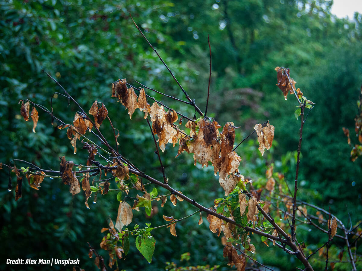 Leaf Scorch and Discolouration