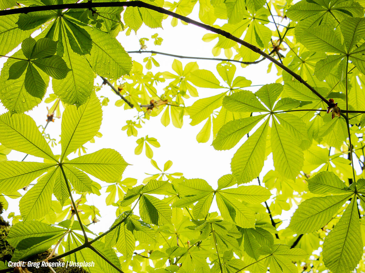 Stunted Growth and Undersized Leaves