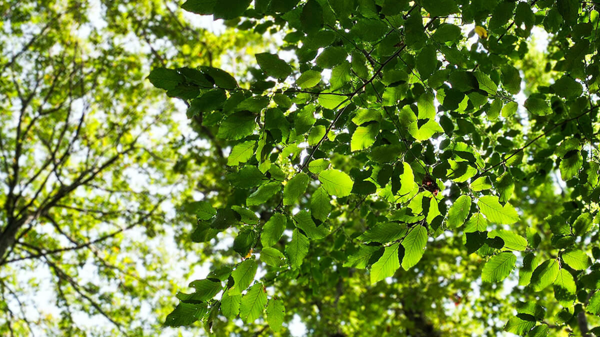 Want to Help Your Trees Beat the Heat? 7 Ways to Help Your Trees Through Summer