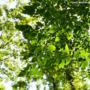 Want to Help Your Trees Beat the Heat? 7 Ways to Help Your Trees Through Summer