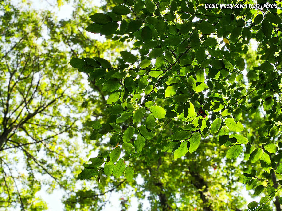 Want to Help Your Trees Beat the Heat? 7 Ways to Help Your Trees Through Summer