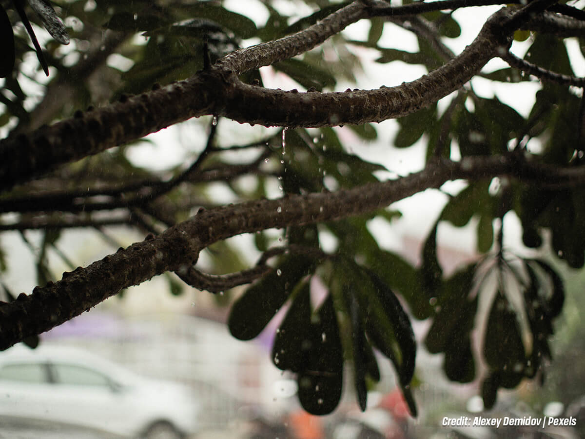 Can Overhanging Limbs Affect Your Eavestroughs