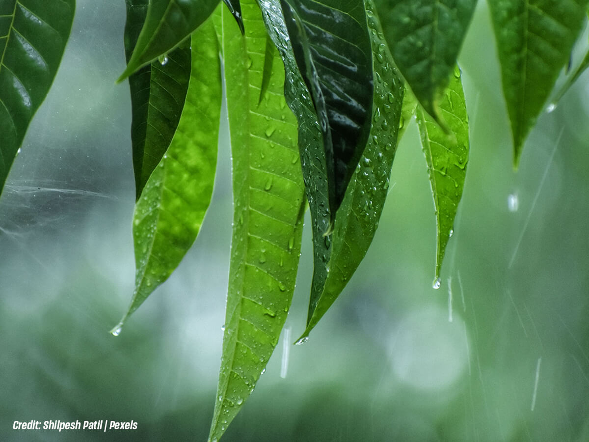 Can Tree Roots Draw Excess Water out of the Soil