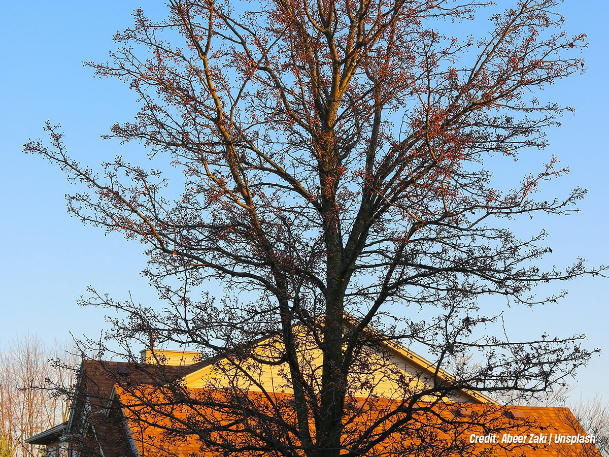 Can Trees Keep Loose Soil from Becoming Airborne Dust