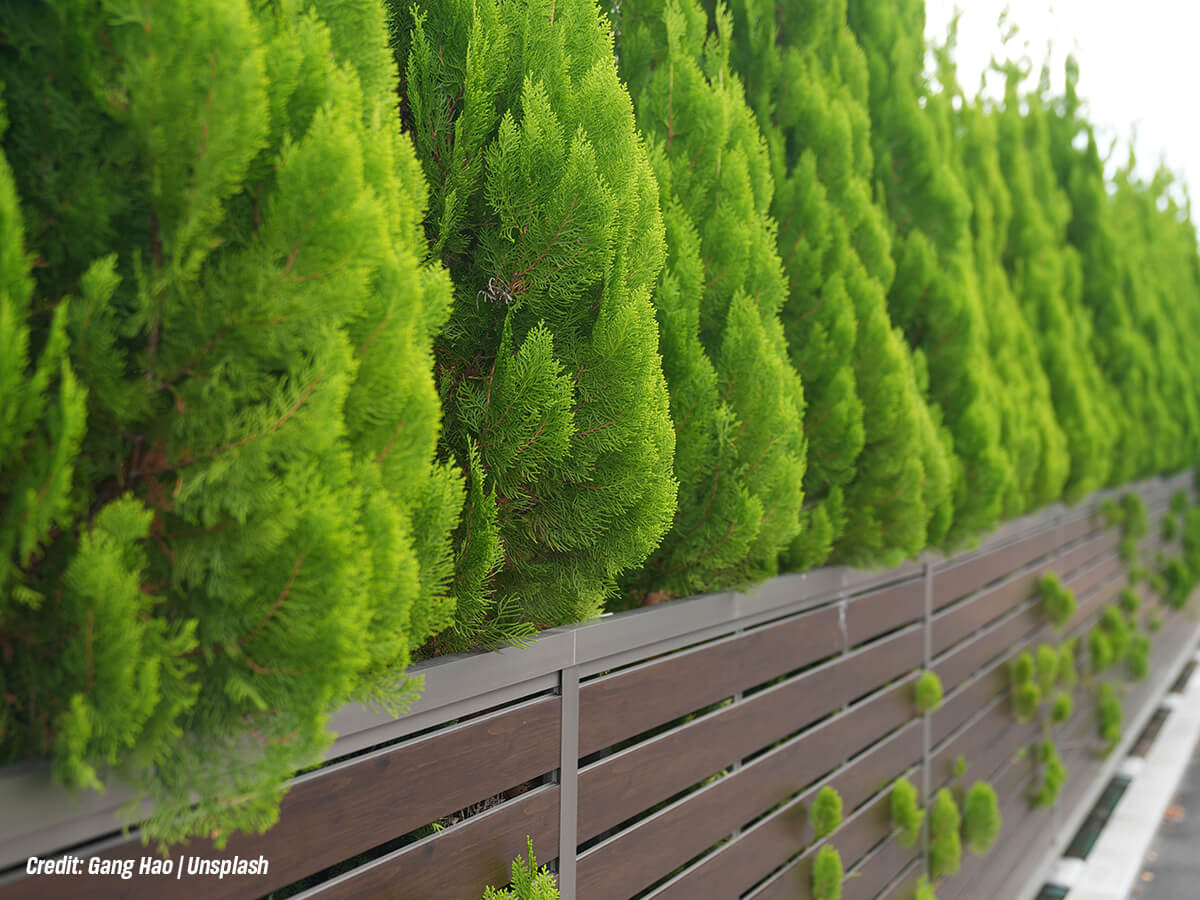 Do Shade Trees Reduce the Pollution Your Home Creates