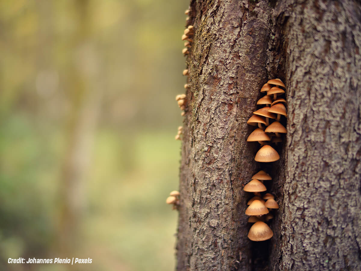 Do You See Mushrooms Conks or Shelf Fungi on the Wood Do You See Mushrooms Conks or Shelf Fungi on the Wood