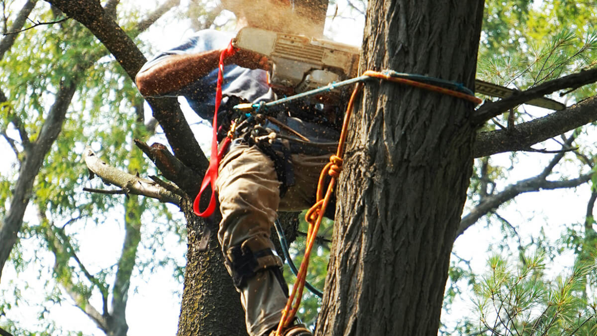 Giving Your Trees Some TLC? Why Routine Maintenance Is So Important for Your Trees