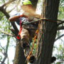 Giving Your Trees Some TLC? Why Routine Maintenance Is So Important for Your Trees