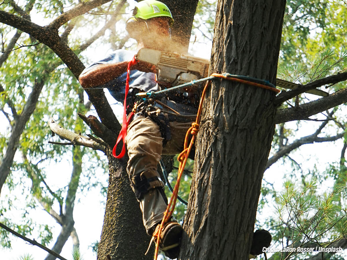 Giving Your Trees Some TLC? Why Routine Maintenance Is So Important for Your Trees
