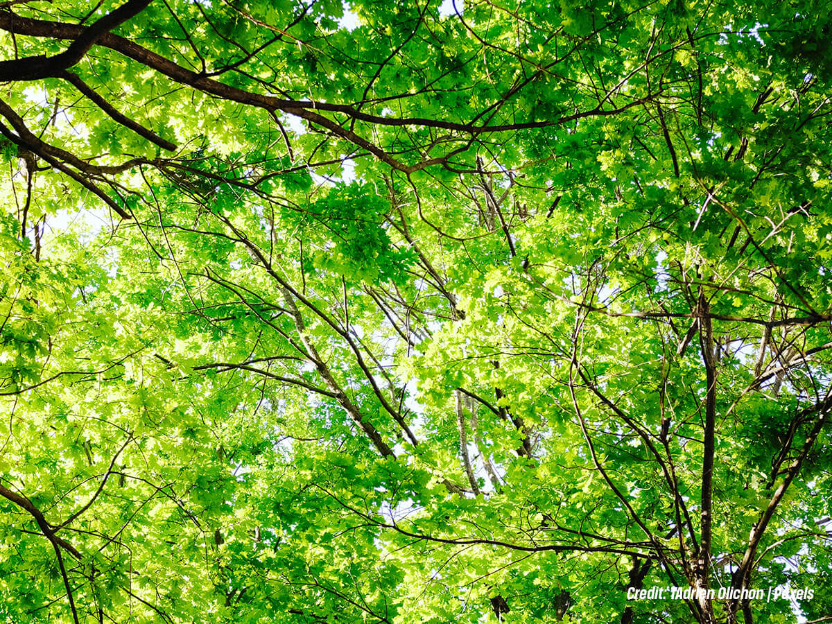 How Do Trees Act as a Living Windbreak (1)