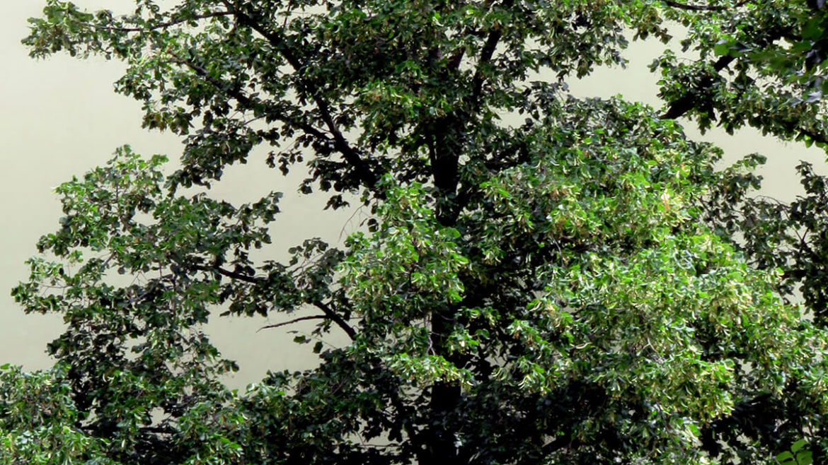 How to Keep Water Out of the Basement? 10 Ways Home Trees Keep Water Away from Your Foundation