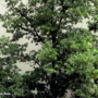 How to Keep Water Out of the Basement? 10 Ways Home Trees Keep Water Away from Your Foundation