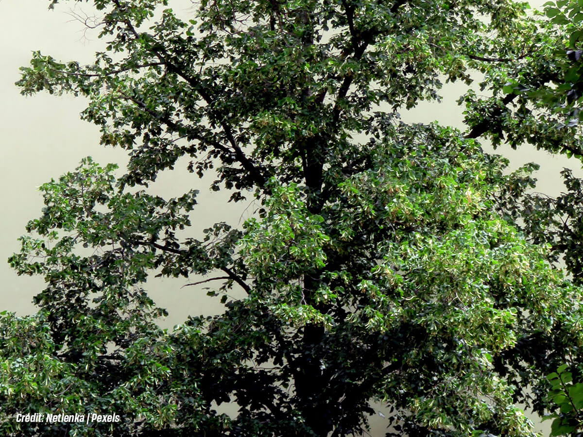 How to Keep Water Out of the Basement? 10 Ways Home Trees Keep Water Away from Your Foundation
