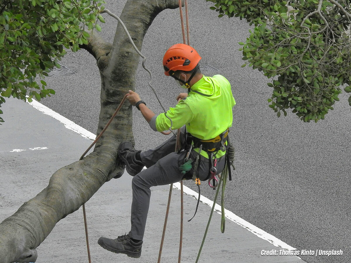 Should You Bring in a Certified Arborist Should You Bring in a Certified Arborist