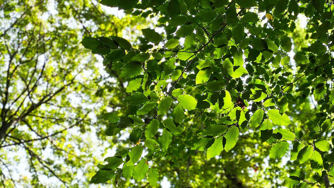 Want a Natural Air Filter? 10 Ways Backyard Trees Keep Your Home Air Clean