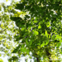 Want a Natural Air Filter? 10 Ways Backyard Trees Keep Your Home Air Clean