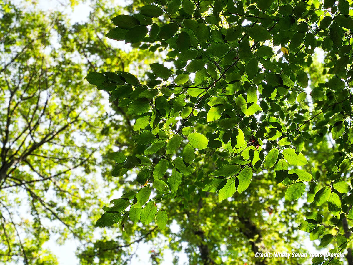 Want a Natural Air Filter? 10 Ways Backyard Trees Keep Your Home Air Clean