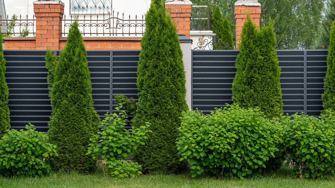 Want to Keep the Wind Away? 7 Ways Your Trees Shield Your Home from High Winds
