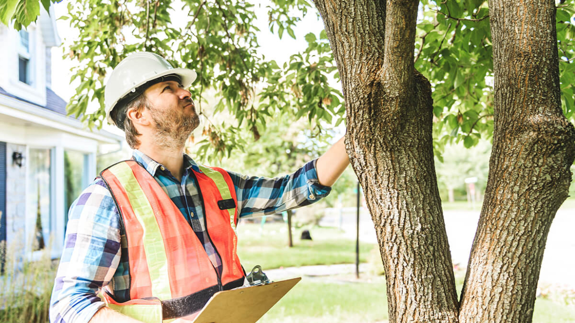 Want to Protect Your Trees? How to Identify Weak Limbs before They Fall