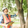 Want to Protect Your Trees? How to Identify Weak Limbs before They Fall