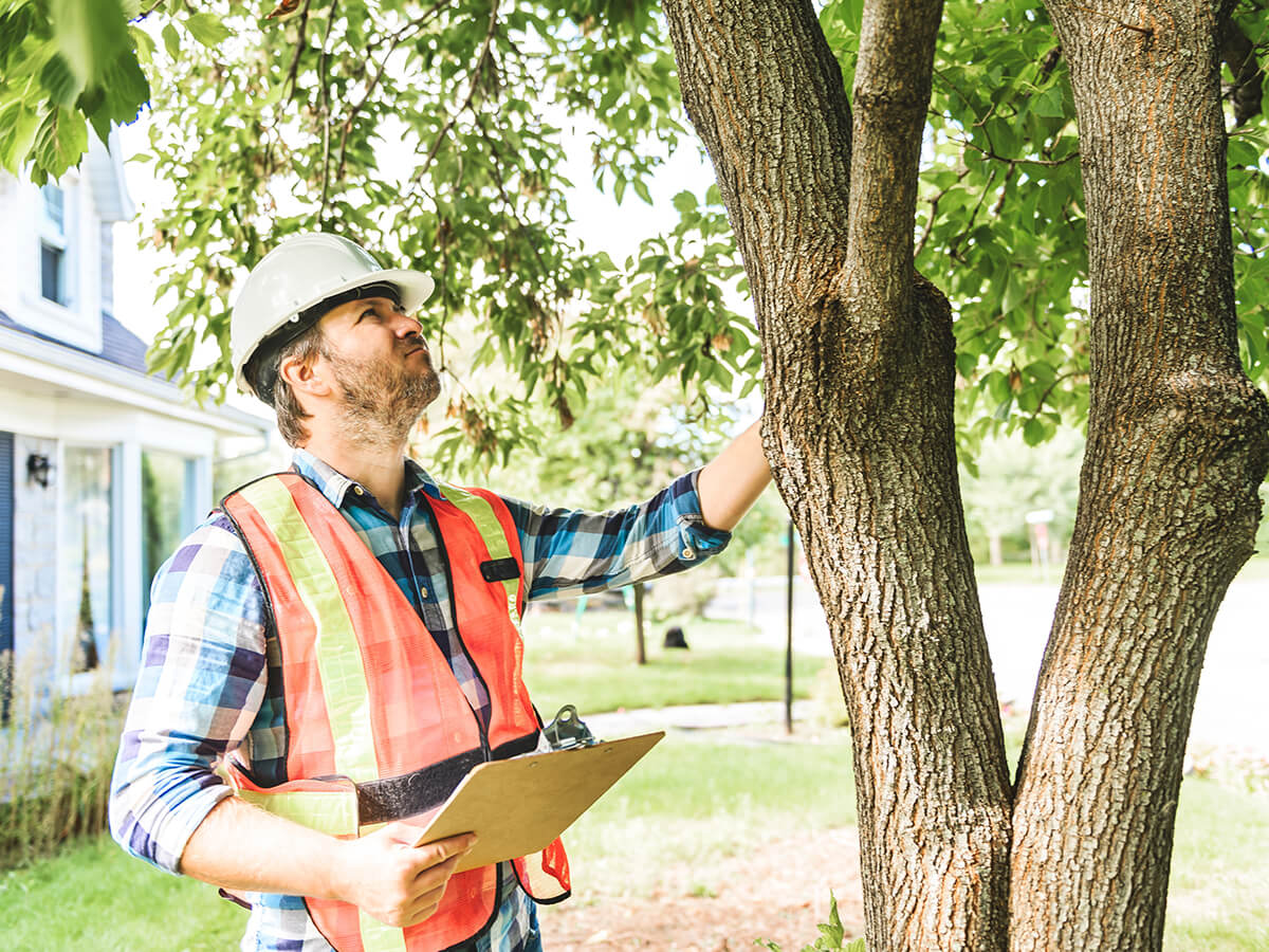 Want to Protect Your Trees? How to Identify Weak Limbs before They Fall