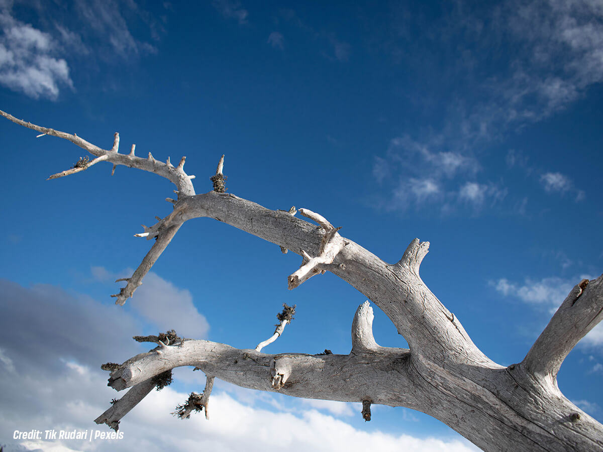 What Happens to a Tree That Is Left Alone for Years