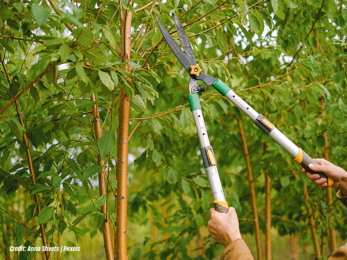 Why Should a Certified Arborist Handle It