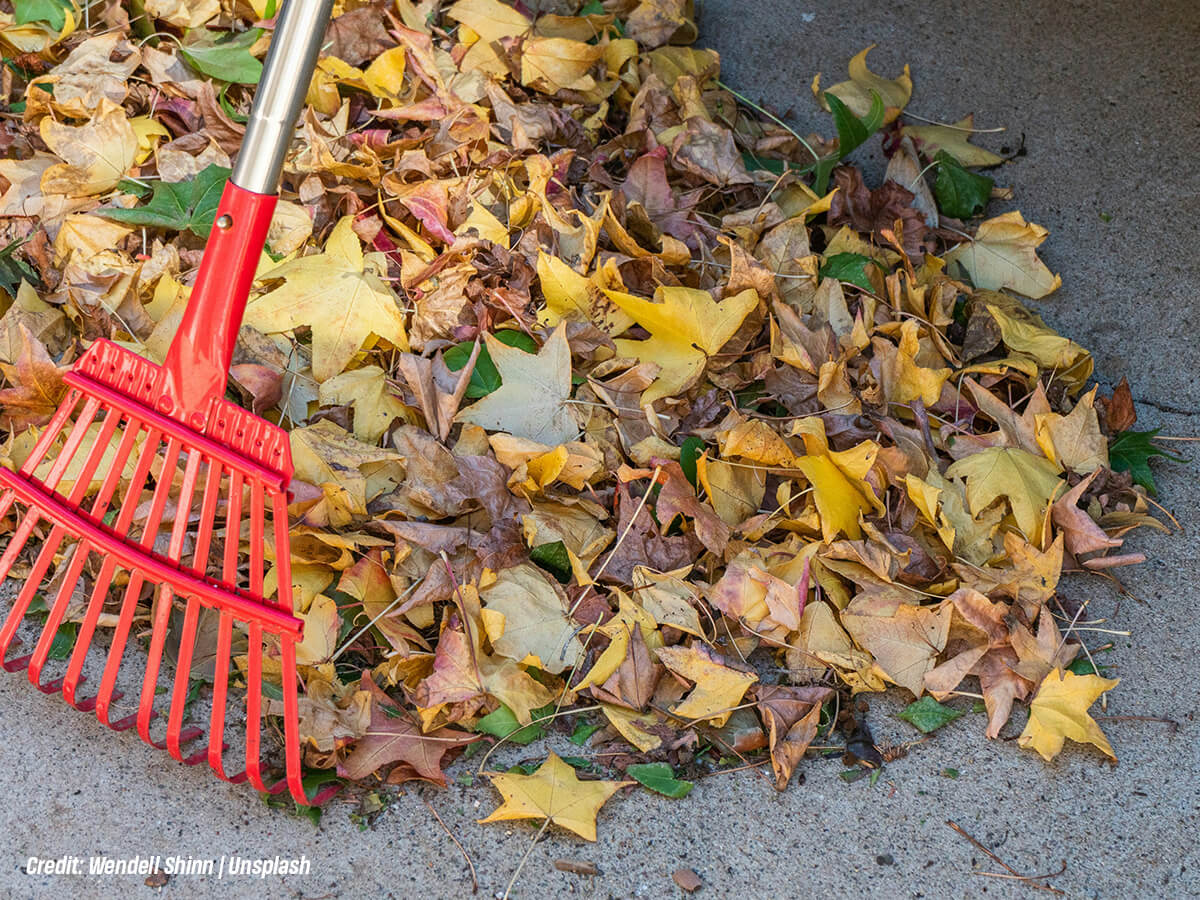 Have You Cleared Leaves and Debris from the Base