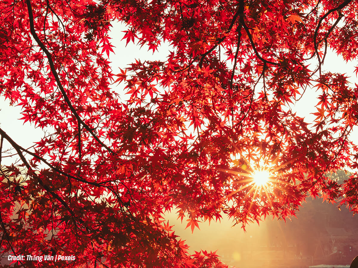 How Much Sunlight Does a Maple Need