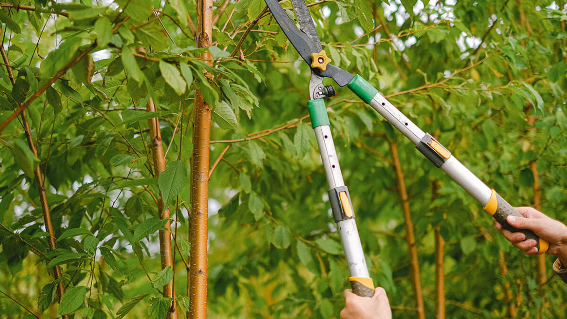 How to Do Pre-winter Tree Care Prep: 8 Essential Fall Tips to Get Ready