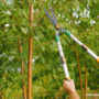 How to Do Pre-winter Tree Care Prep: 8 Essential Fall Tips to Get Ready