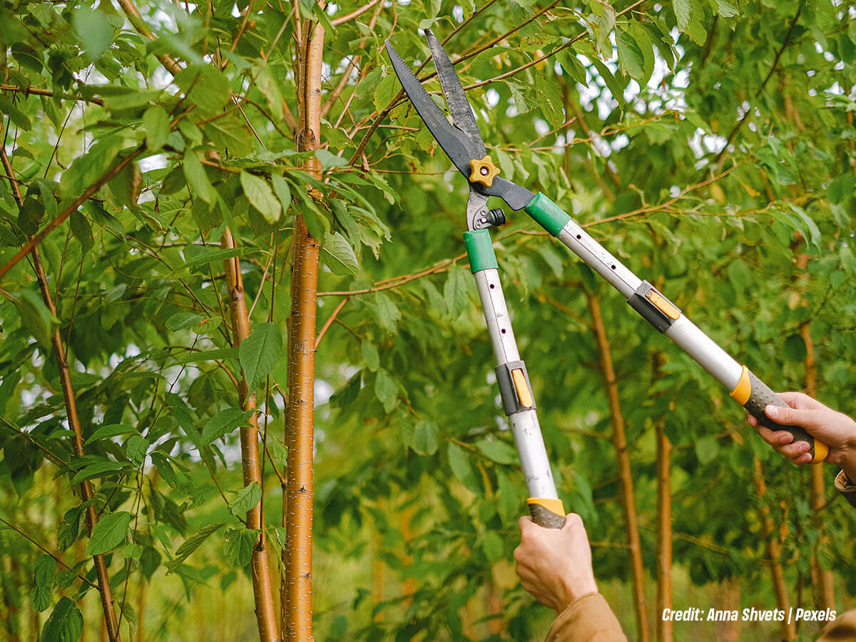 How to Do Pre-winter Tree Care Prep: 8 Essential Fall Tips to Get Ready