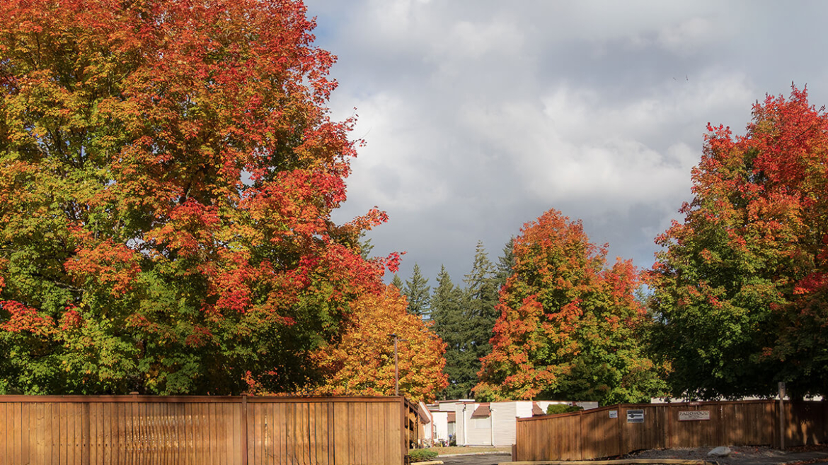 What Should You Consider Before Planting a Maple Tree This Fall in Ontario?