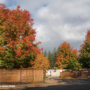 What Should You Consider Before Planting a Maple Tree This Fall in Ontario?