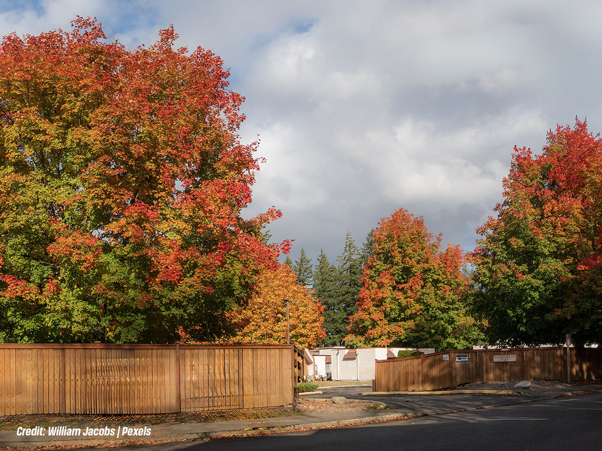 What Should You Consider Before Planting a Maple Tree This Fall in Ontario?