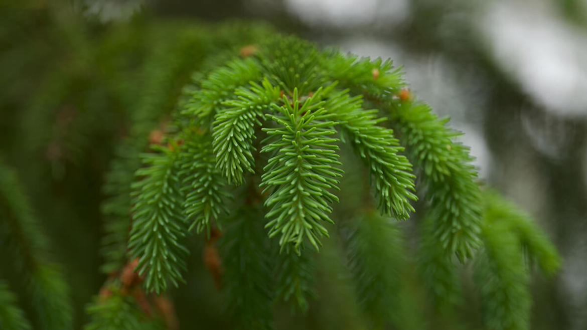 Which Is Better for Fall Planting in Ontario: Spruce or Pine Privacy Trees?