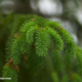 Which Is Better for Fall Planting in Ontario: Spruce or Pine Privacy Trees?
