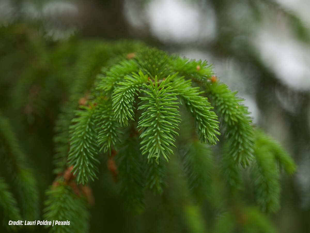 Which Is Better for Fall Planting in Ontario: Spruce or Pine Privacy Trees?