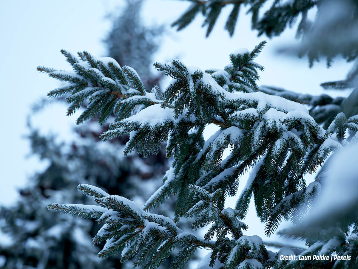 Which Tree Handles Ontario’s Cold Winters and Harsh Winds Better Which Tree Handles Ontario’s Cold Winters and Harsh Winds Better
