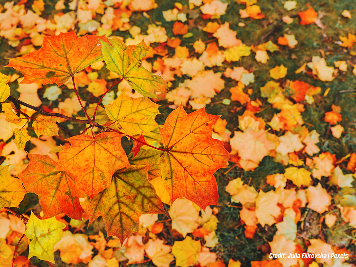 Why Can Fall Be a Good Time to Plant a Maple Tree