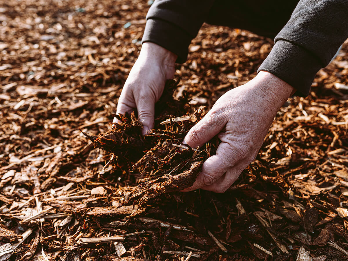 How Do You Care for Fall Planted Trees Before the Big Freeze