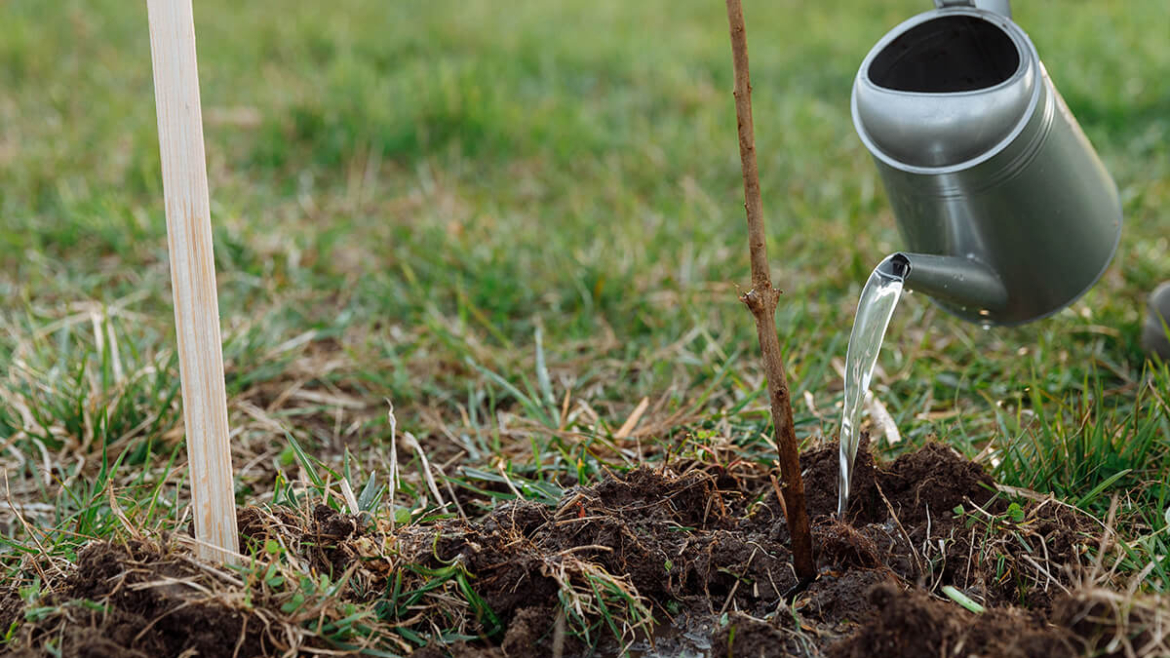 How Do You Rehydrate Your Trees: 8 Helpful Tips