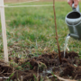 How Do You Rehydrate Your Trees: 8 Helpful Tips