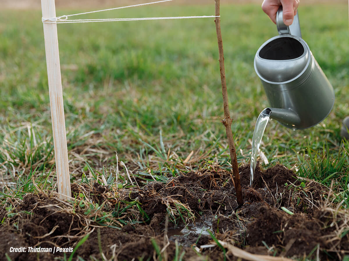 How Do You Rehydrate Your Trees: 8 Helpful Tips