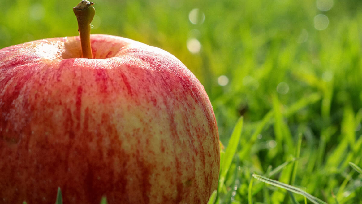 How to Rodent-proof Your Trees this Fall: 6 Tips to Keep those Pests Away
