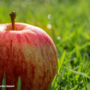How to Rodent-proof Your Trees this Fall: 6 Tips to Keep those Pests Away